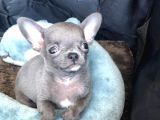 2 aylık chihuahua şivava yavru fiyat sahiplenme / sahiplendirme
