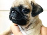Neşe Kaynağı Pug yavru fiyat sahiplenme / sahiplendirme