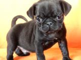 Evinizin Huzuru Pug yavru fiyat sahiplenme / sahiplendirme