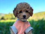 Eve teslim Toy poodle yavru fiyat sahiplenme / sahiplendirme