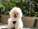 Muhteşem yüz yapısı Pomeranian boo yavru fiyat sahiplenme / sahiplendirme