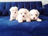 Eşsiz güzellikte Maltese terrier yavru fiyat sahiplenme / sahiplendirme