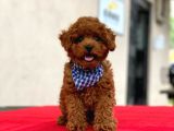 Muhteşem yüz yapısı Toy poodle yavru fiyat sahiplenme / sahiplendirme