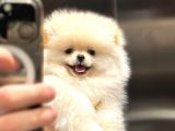 Gülen surat Pomeranian boo yavru fiyat sahiplenme / sahiplendirme