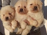 Sağlıklı ortamda büyüyen orjinal chow chow çin aslanı yavru fiyat sahiplenme / sahiplendirme
