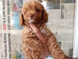 Tuvalet eğitimli Maltipoo yavru fiyat sahiplenme / sahiplendirme