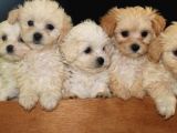 Dişi ve Erkek maltipoo yavru fiyat sahiplenme / sahiplendirme