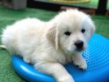 Etkileyici bakışları ile Golden retriever yavru fiyat sahiplenme / sahiplendirme