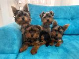 Aşılı Yorkshire terrier yavru fiyat sahiplenme / sahiplendirme