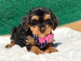 Muhteşem yüz yapısı Yorkshire terrier yavru fiyat sahiplenme / sahiplendirme