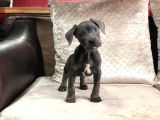 Eve teslim Cane corso yavru fiyat sahiplenme / sahiplendirme