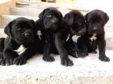 Oyuncak gibi Cane corso yavru fiyat sahiplenme / sahiplendirme
