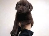 Anne Altından Labrador retriever yavru fiyat sahiplenme / sahiplendirme