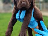 Irkının en güzelleri Labrador retriever yavru fiyat sahiplenme / sahiplendirme
