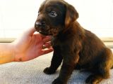 Tuvalet eğitimli Labrador retriever yavru fiyat sahiplenme / sahiplendirme
