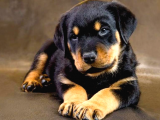 Irkın en nadir bebekleri Rottweiler yavru fiyat sahiplenme / sahiplendirme