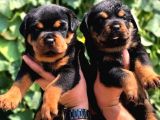 Üretim çiftliğinden Rottweiler yavru fiyat sahiplenme / sahiplendirme