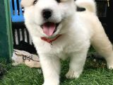 Mikroçipli Samoyed yavru fiyat sahiplenme / sahiplendirme