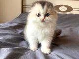 Top Kafa Sıfır Kulak A Kalite Scottish Fold Calico Tricolor Yavru Kedi Fiyat Sahiplenme Sahiplendirme İzmir