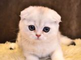 A Kalite Sıfır Kulak Top Kafa Scottish Fold Red Point Yavru Kedi Fiyat Sahiplenme Sahiplendirme Adanaa