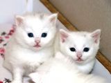 Van'dan ırk garantili Van Kedisi yavru kedi fiyat sahiplenme sahiplendirme