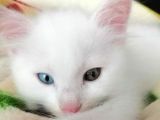 Şecereli minik Van Kedisi yavru kedi fiyat sahiplenme sahiplendirme