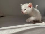 Sağlık garantili Van Kedisi yavru kedi fiyat sahiplenme sahiplendirme