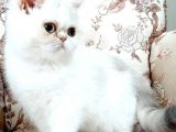 Oyuncu safkan minik Exotic Shorthair yavrumuz