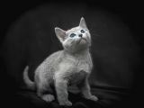 Dünya tatlısı minik Russian Blue yavrumuz