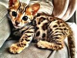 Oyuncu a kalite Bengal yavru kedi fiyat sahiplenme sahiplendirme
