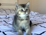 İnsan canlısı Minik Sevimli British Shorthair Black Golden Yavru Kedi Fiyat Sahiplenme Sahiplendirme Amasya
