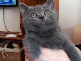 Şecereli ve Sağlıklı British Shorthair Gri Yavru Kedi Fiyat Sahiplenme Sahiplendirme Amasya