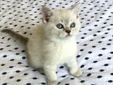 Oyuncu British Shorthair Lynx Point Yavru Kedi Fiyat Sahiplenme Sahiplendirme Amasya