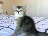 Neşe Kaynağı British Shorthair Black Golden Yavru Kedi Fiyat Afyonkarahisar