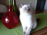 Oyuncu British Shorthair Blue Point Yavru Kedi Fiyat Afyonkarahisar
