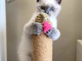 Neşe Kaynağı British Shorthair Blue Point Yavru Kedi Fiyat Afyonkarahisar