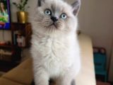 Sağlık ve Irk Garantili British Shorthair Blue Point Yavru Kedi Fiyat Afyonkarahisar