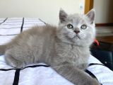 Sağlık Garantili British Shorthair Lilac Yavru Kedi Fiyat Afyonkarahisar