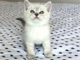 Eşsiz Güzellikte Garantili British Shorthair Lynx Point Yavru Kedi Fiyat Afyonkarahisar