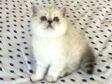 Sağlık Garantili British Shorthair Lynx Point Yavru Kedi Fiyat Afyonkarahisar