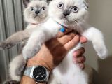 Irk Garantili British Shorthair Sıfır Kulak Scottish Fold Blue Point Yavru Kedi Fiyat Afyonkarahisar