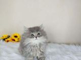 Sağlık ve ırk garantili British Longhair yavrumuz