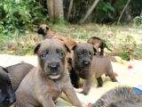 Şampiyon kan hattı Belçika kurdu Malinois yavrularımız