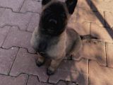 Oyuncak gibi Belçika kurdu Malinois yavru fiyat sahiplenme / sahiplendirme