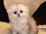 Irkının güzel bir örneği Scottish Fold Silver Point yavrumuz