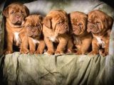 Dişi ve Erkek Fransız mastiff yavru fiyat sahiplenme / sahiplendirme