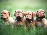 Üretim çiftliğinden Fransız mastiff yavru fiyat sahiplenme / sahiplendirme