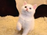 Düşünmeden sahiplenilecek bir British Shorthair ODD eyes yavru