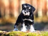 Tuvalet eğitimli Schnauzer yavru fiyat sahiplenme / sahiplendirme