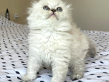 Sıfır Kulak Kaliteli Scottish Fold Lynx Point Yavru Hazır